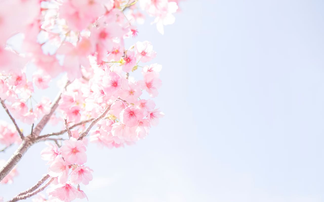 Kirschblütenallee am Morgen