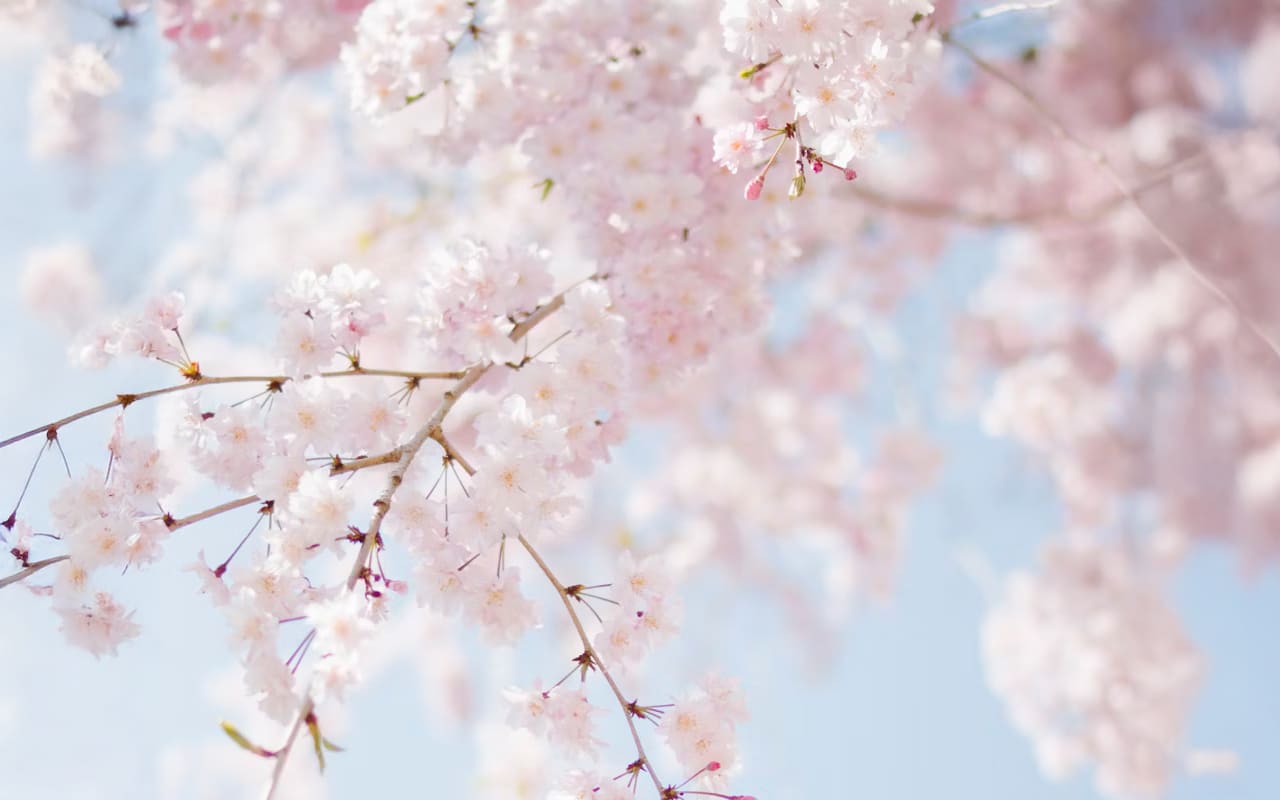 Bonn Altstadt mit dichtem Blütendach